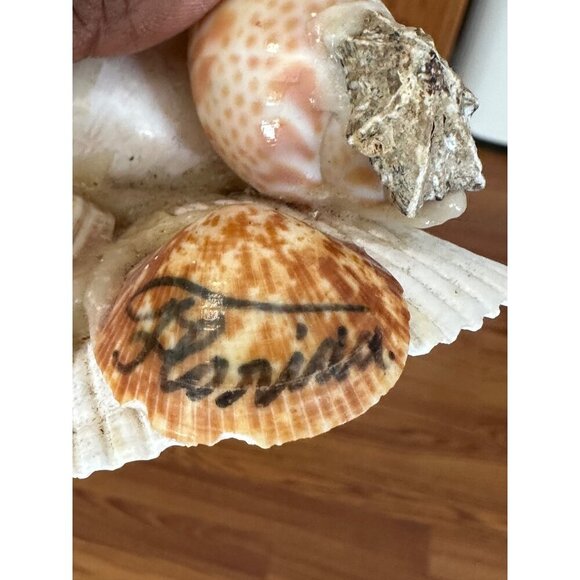 Handmade Shell Frog Figurine With Googly Eyes & Stick Sea Shells StarFish Beach - Picture 2 of 12